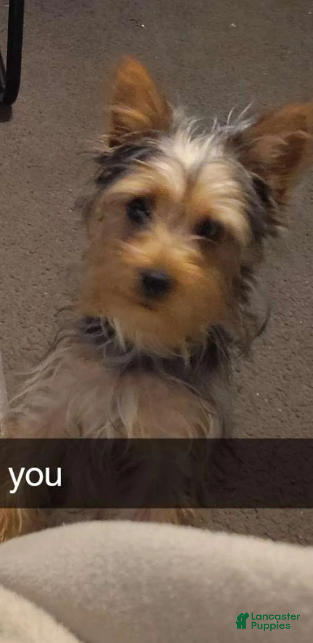 Yorkshire Terrier dogs for sale: Yorkshire Terrier 4 - Ad 6