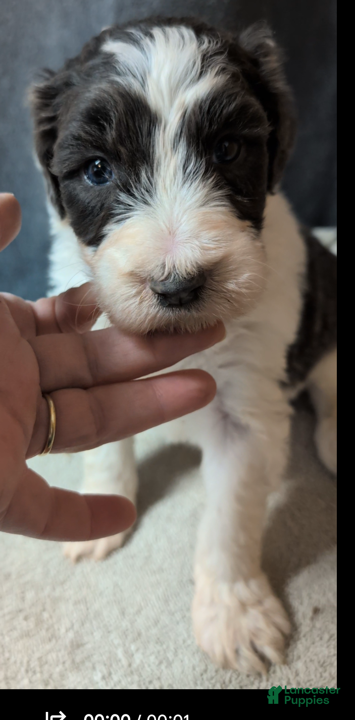 Sheepadoodle dogs Princess - Ad 1