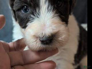 Sheepadoodle dogs Princess - Ad 2