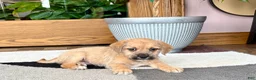 Mixed Breed dogs for sale: Larry - Ad 8