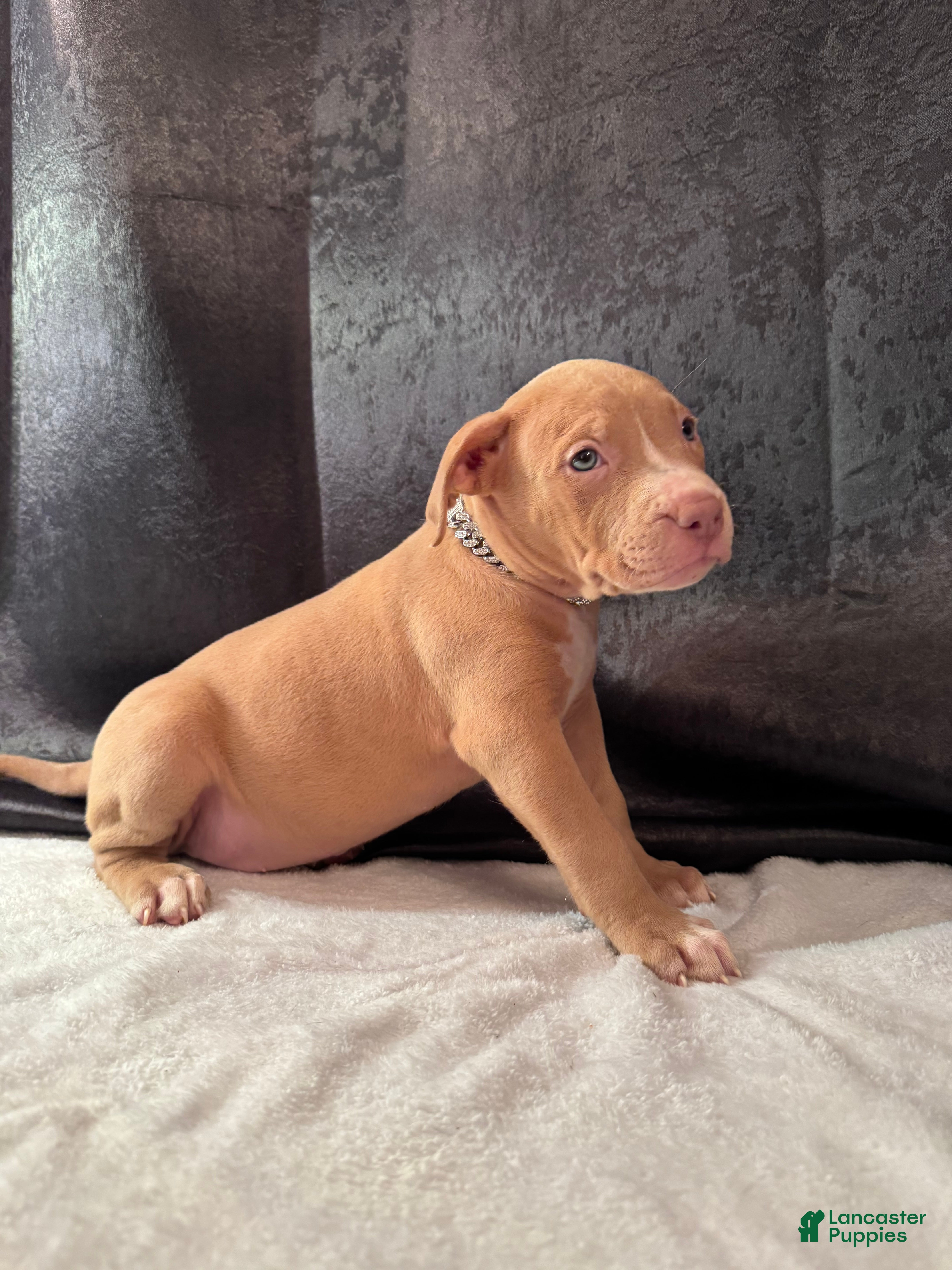 American Bully dogs American Bully Puppy 1 - Ad 2