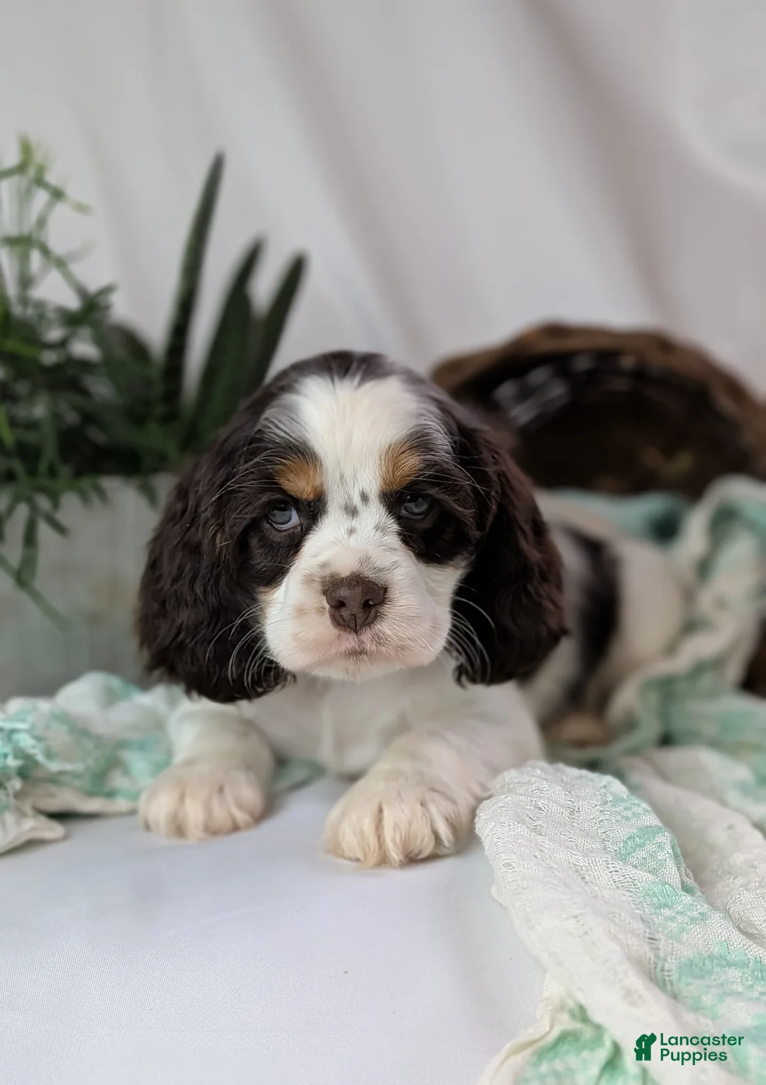 Cocker Spaniel dogs for sale: Zeke - Ad 10