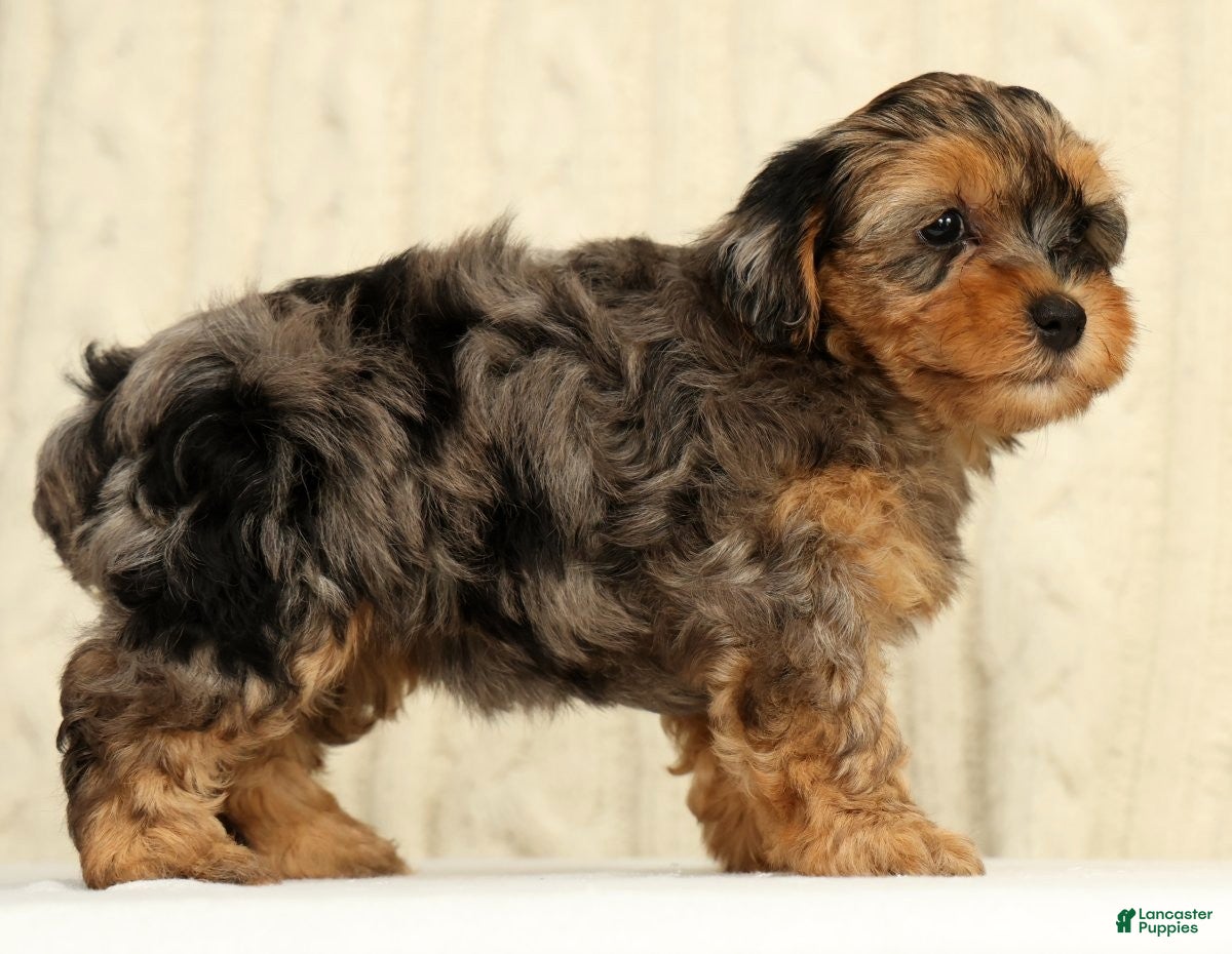 Yorkiepoo dogs Callie - Ad 2