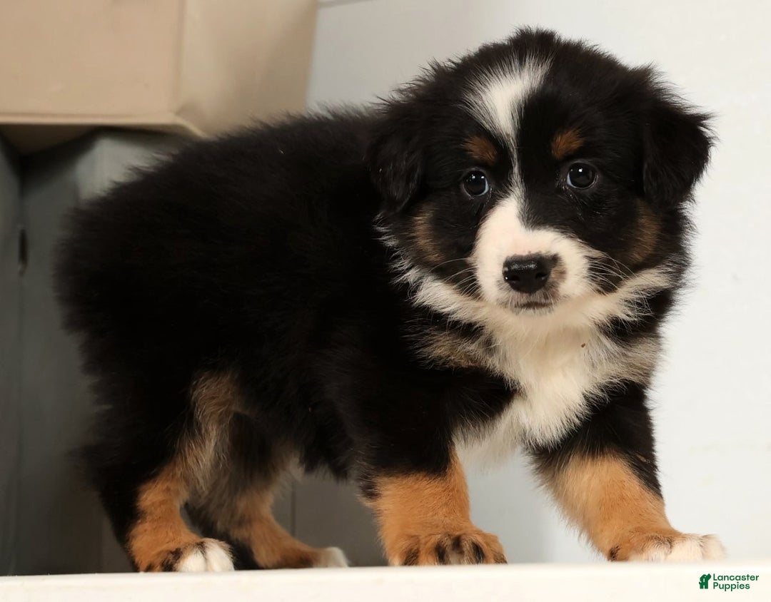Miniature Australian Shepherd dogs for sale: Dixie - Ad 3