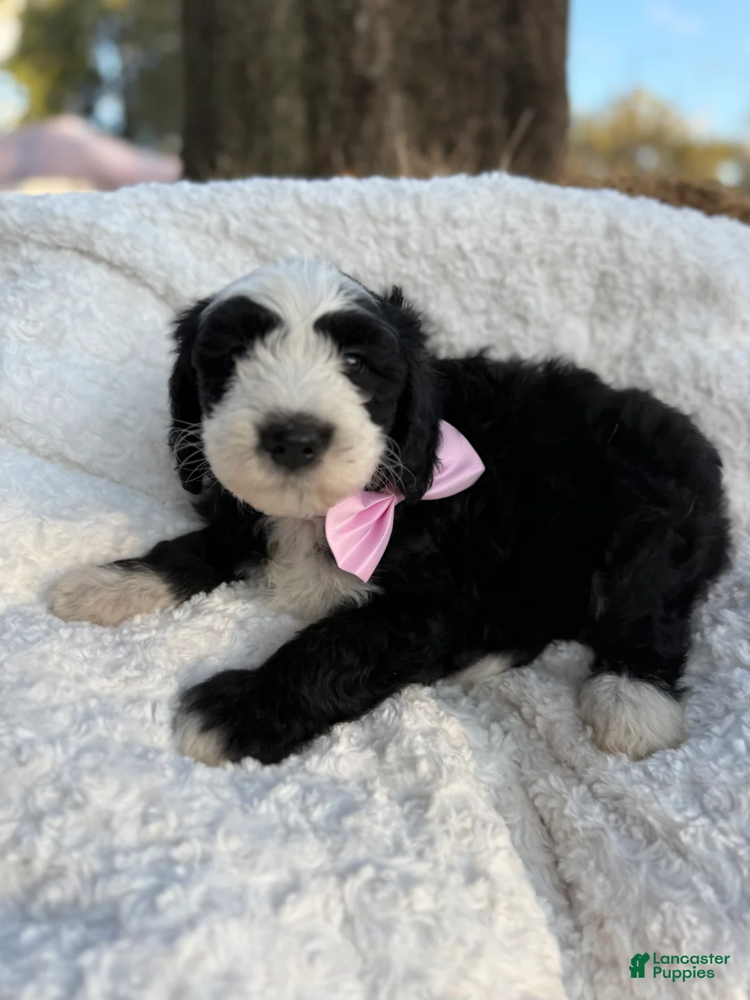 Sheepadoodle dogs for sale: Bandit  - Ad 1