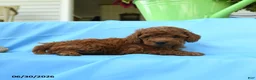 Toy Poodle dogs for sale: Freddy - Ad 4