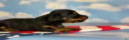 Miniature Dachshund dogs for sale: Akc Poppy LH DNA OFA  - Ad 5