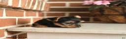 Yorkshire Terrier dogs for sale: Beauty - Ad 4