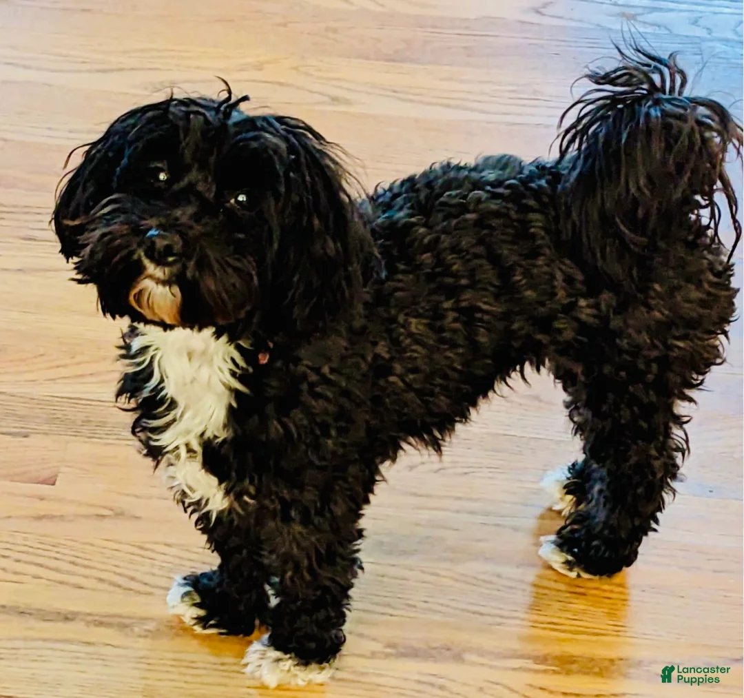 Havanese dogs for sale: Havanese Puppy 1 - Ad 10
