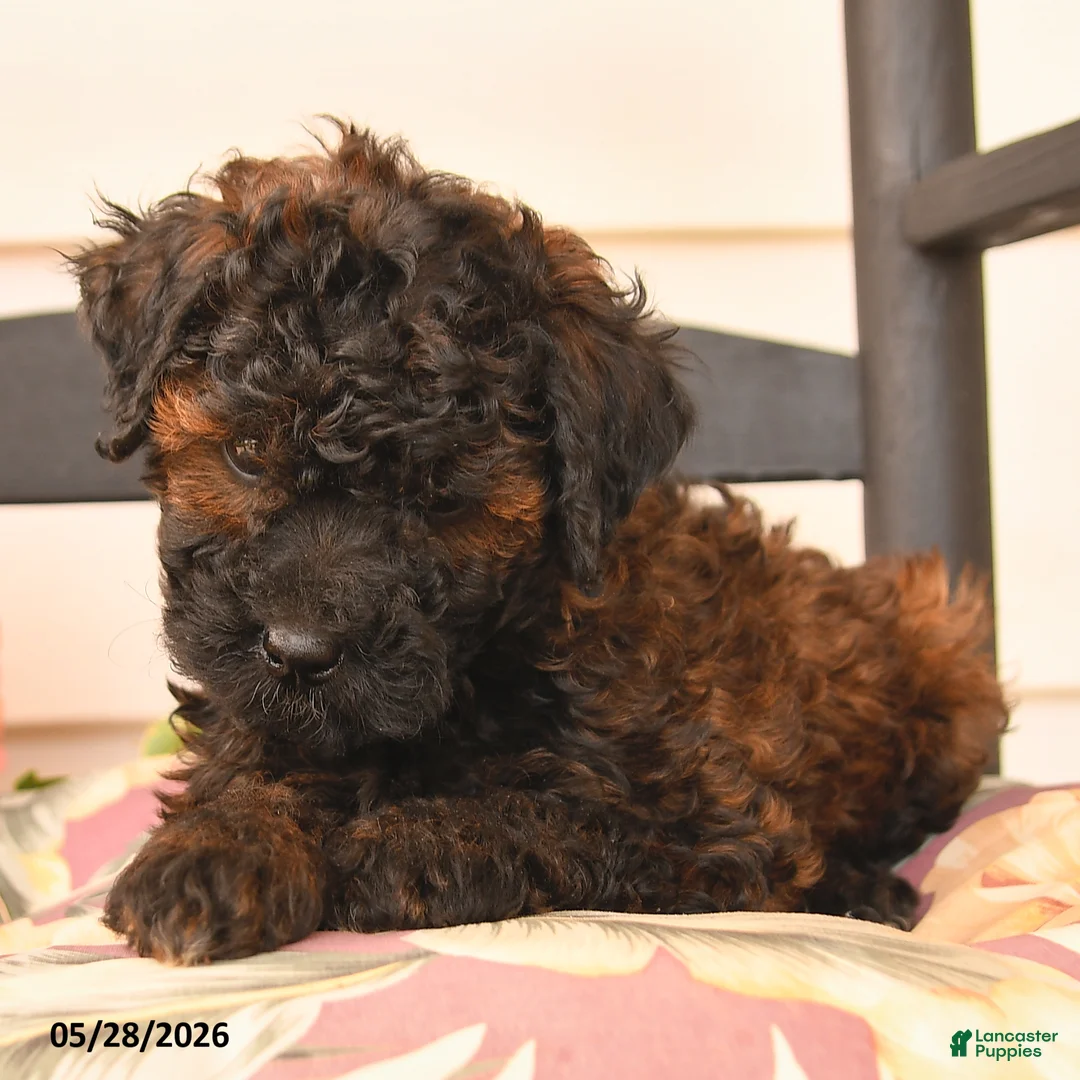 Miniature Poodle dogs for sale: Jack  - Ad 2