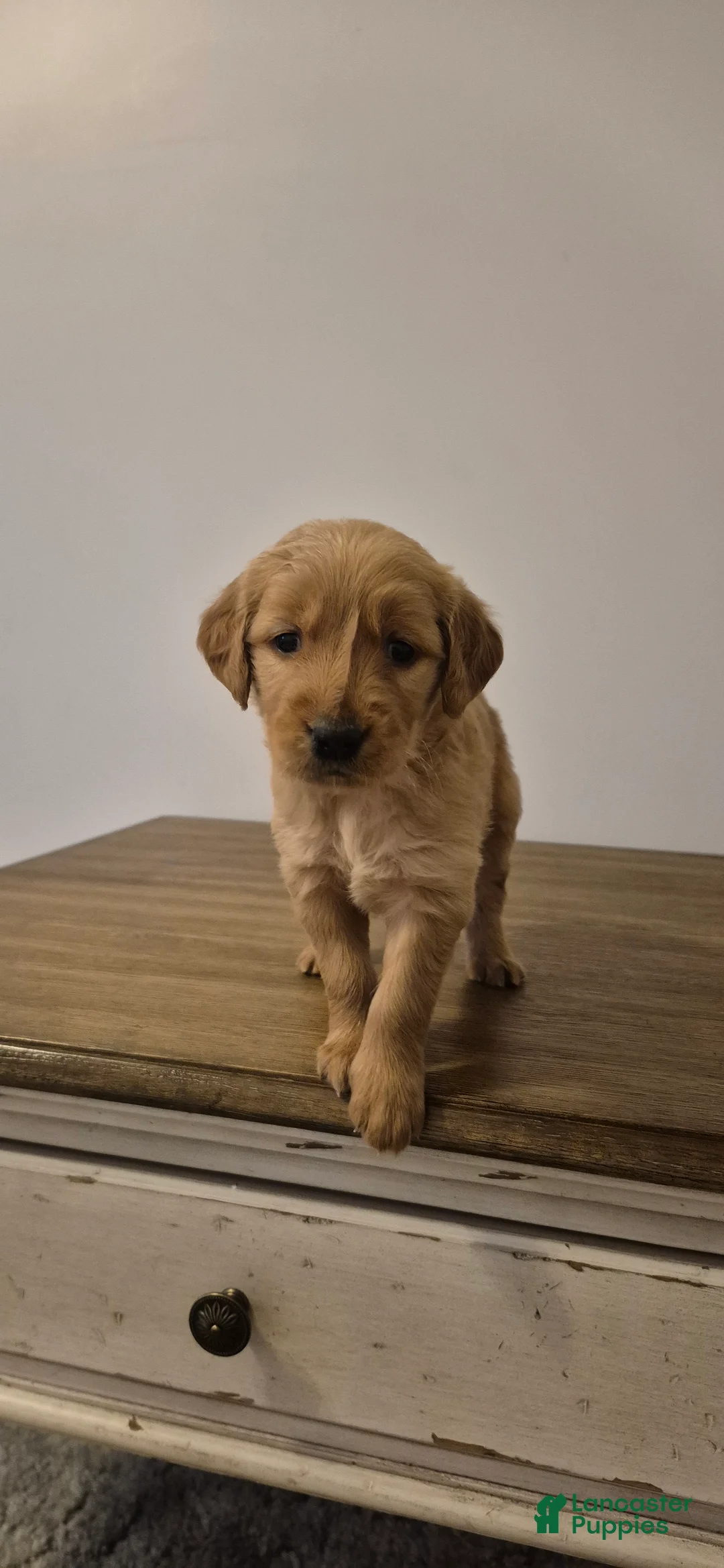 Golden Retriever dogs for sale: Honey - Ad 1