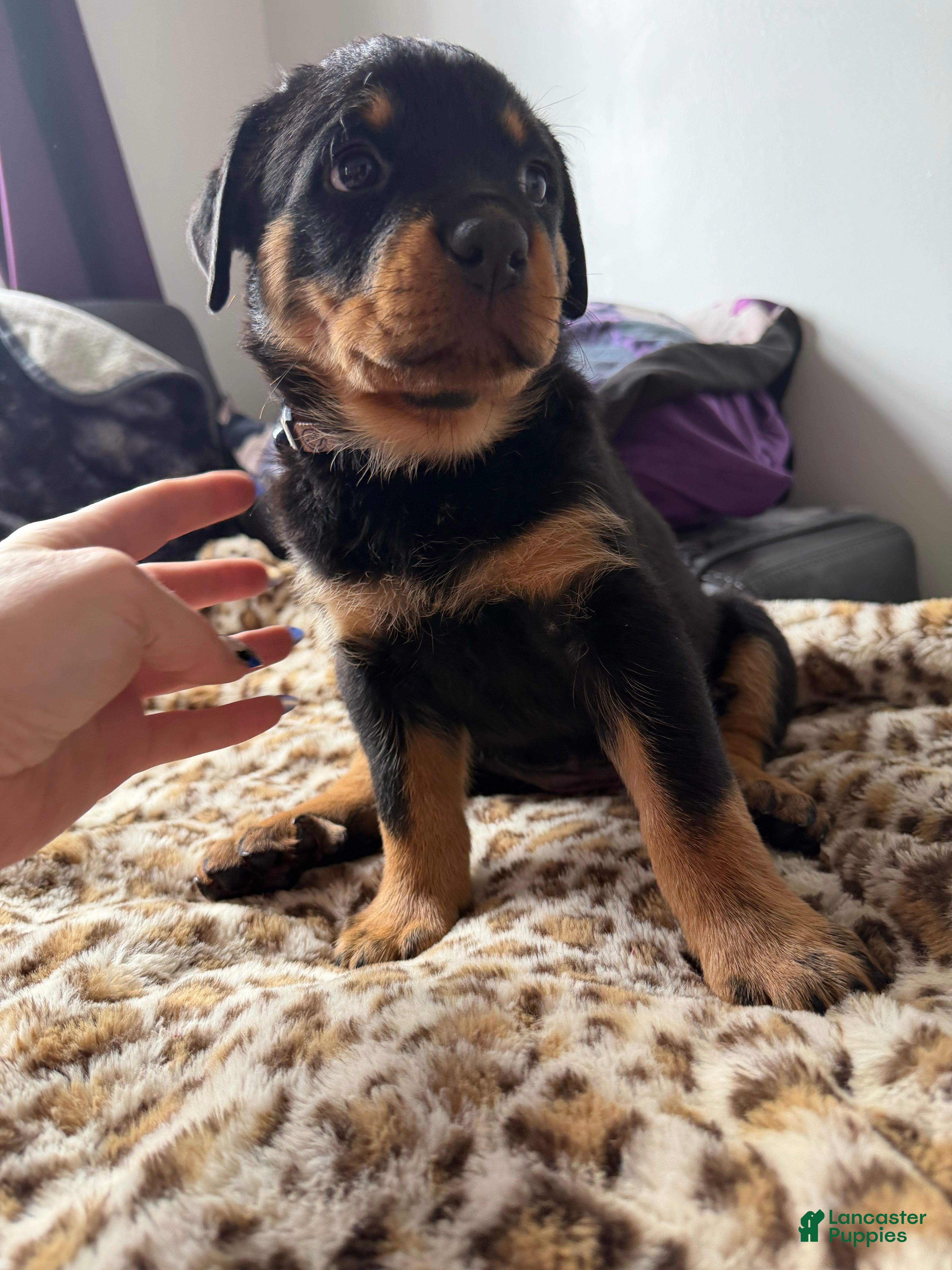 Rottweiler dogs Smiley - Ad 2