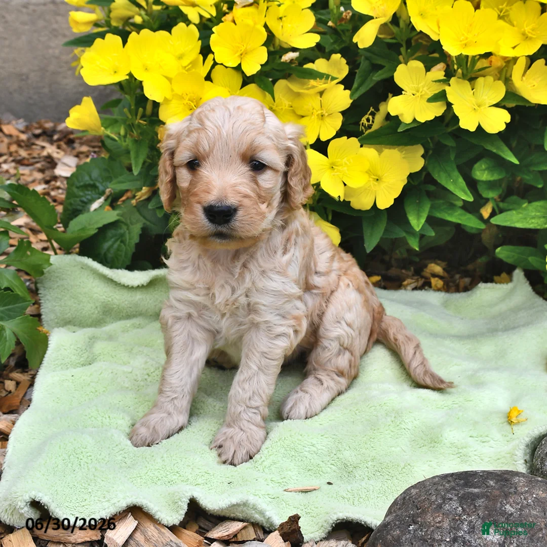 Goldendoodle dogs for sale: Snickers - Ad 2