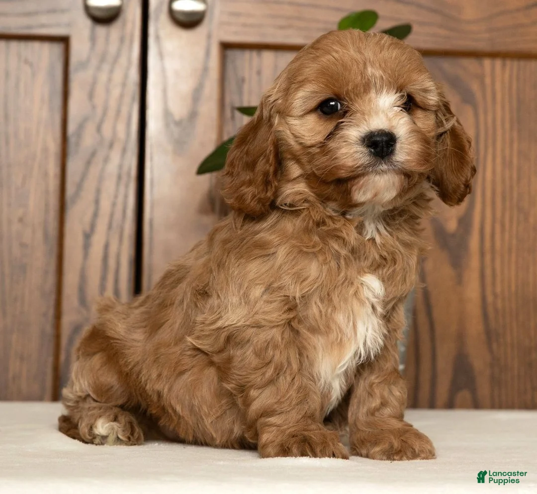 Cavapoo dogs for sale: Milo - Ad 3