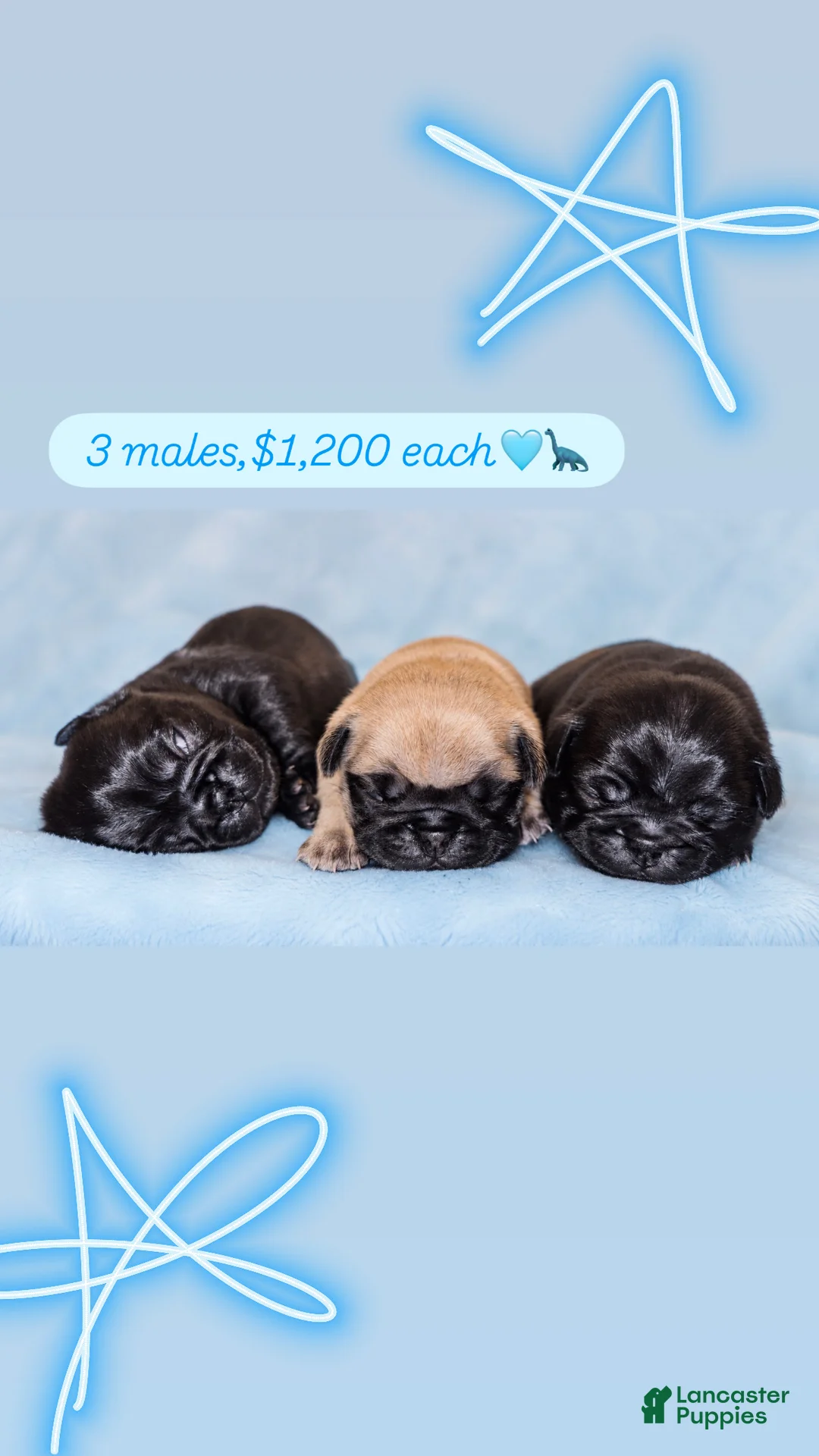 Pug dogs for sale:  1 - Ad 1