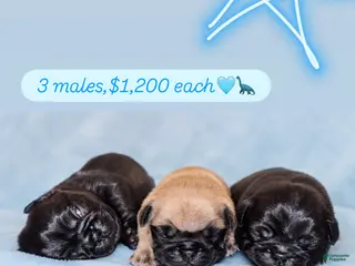 Pug dogs 1 - Ad 16