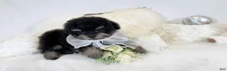Toy Poodle dogs for sale: Aurora - Ad 4
