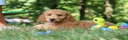 Standard Poodle dogs for sale: Leo - Ad 30