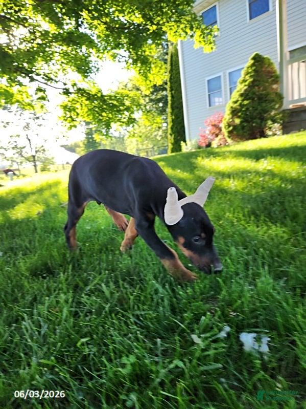 Doberman Pinscher dogs for sale: Ranger - Ad 2