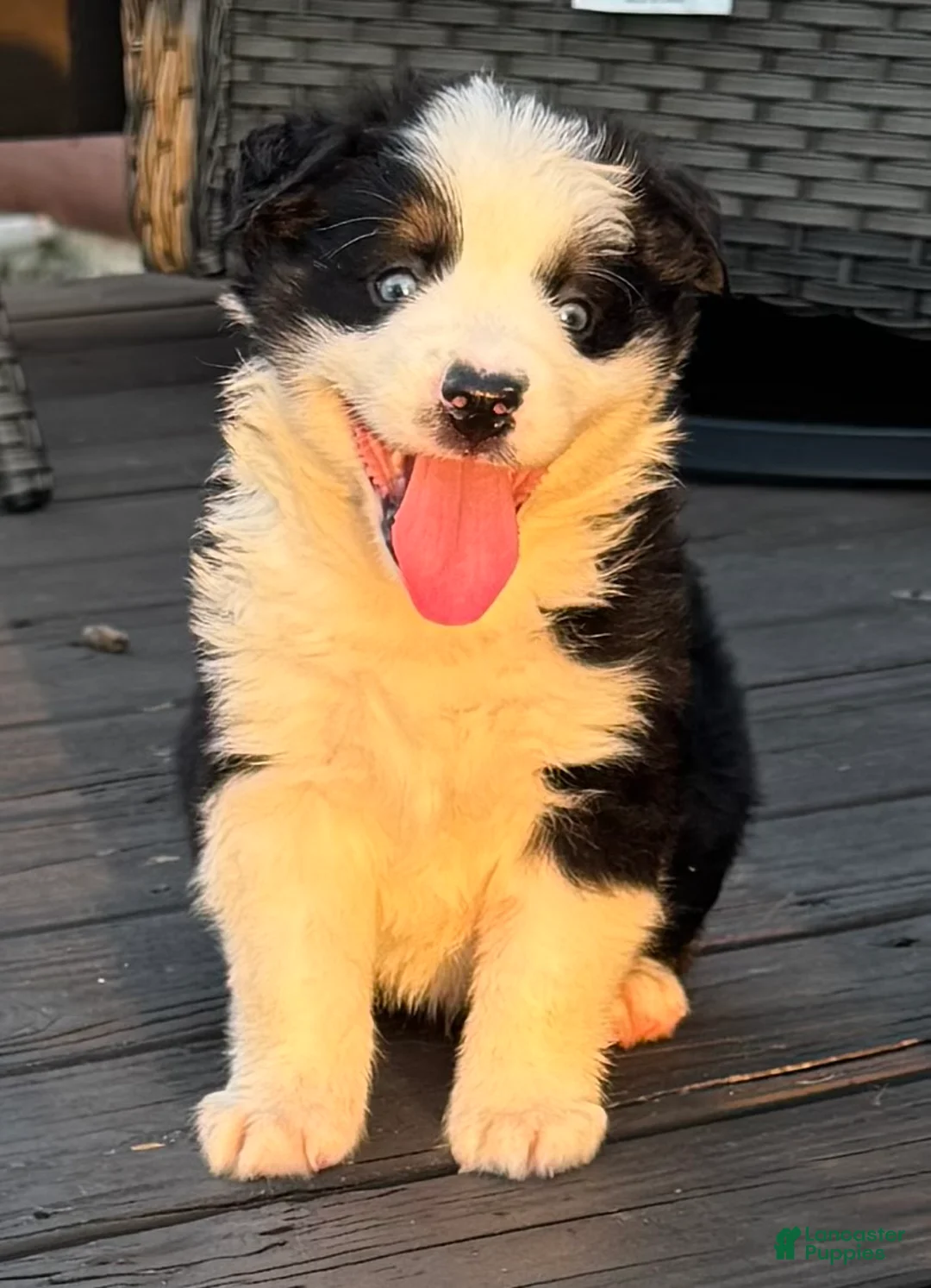Miniature Australian Shepherd dogs for sale: Miniature Australian Shepherd 2 - Ad 1