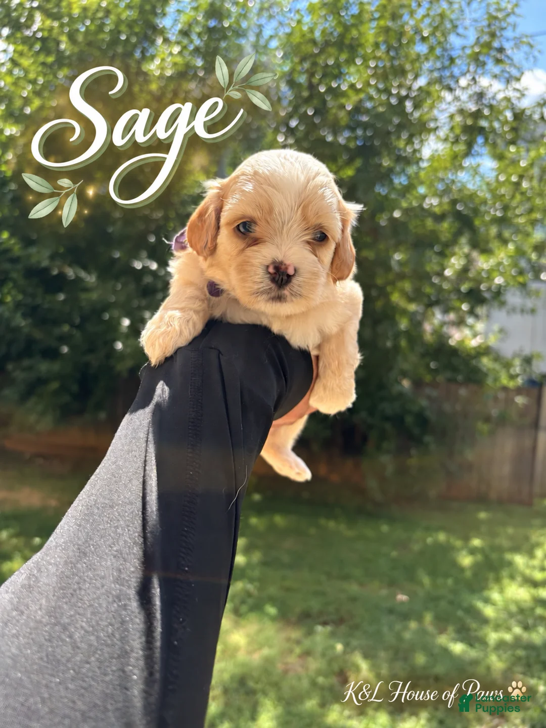 Maltipoo dogs for sale: Sage - Ad 2