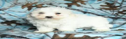 Maltese dogs for sale: Icon - Ad 1
