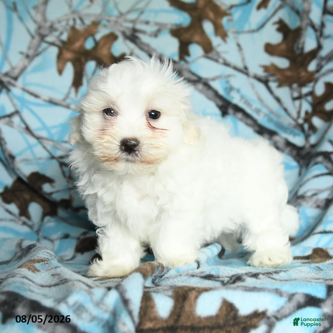 Maltese dogs for sale: Icon - Ad 1