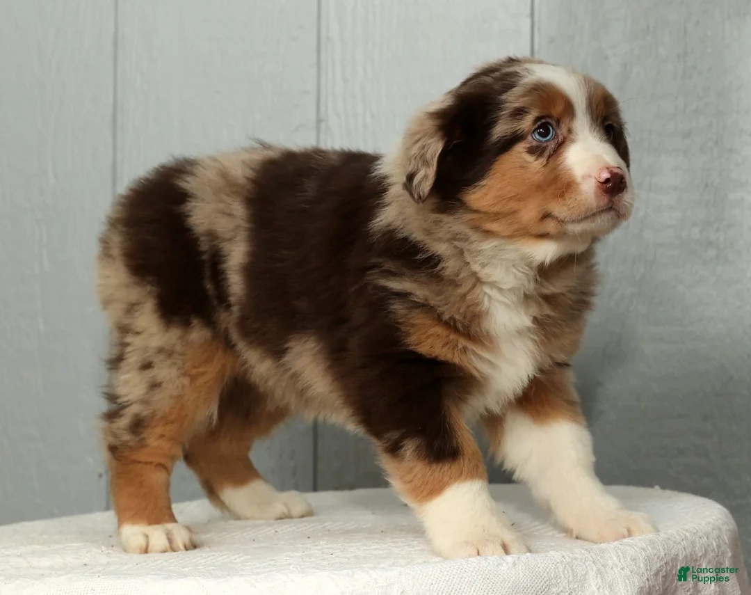 Australian Shepherd dogs for sale: Fluffy - Ad 8