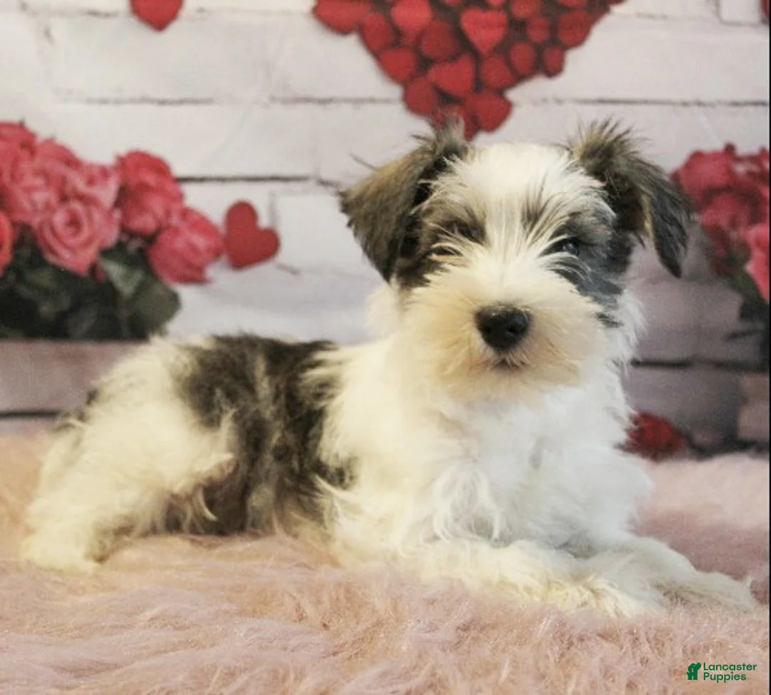 Miniature Schnauzer dogs for sale: Toby - Ad 2