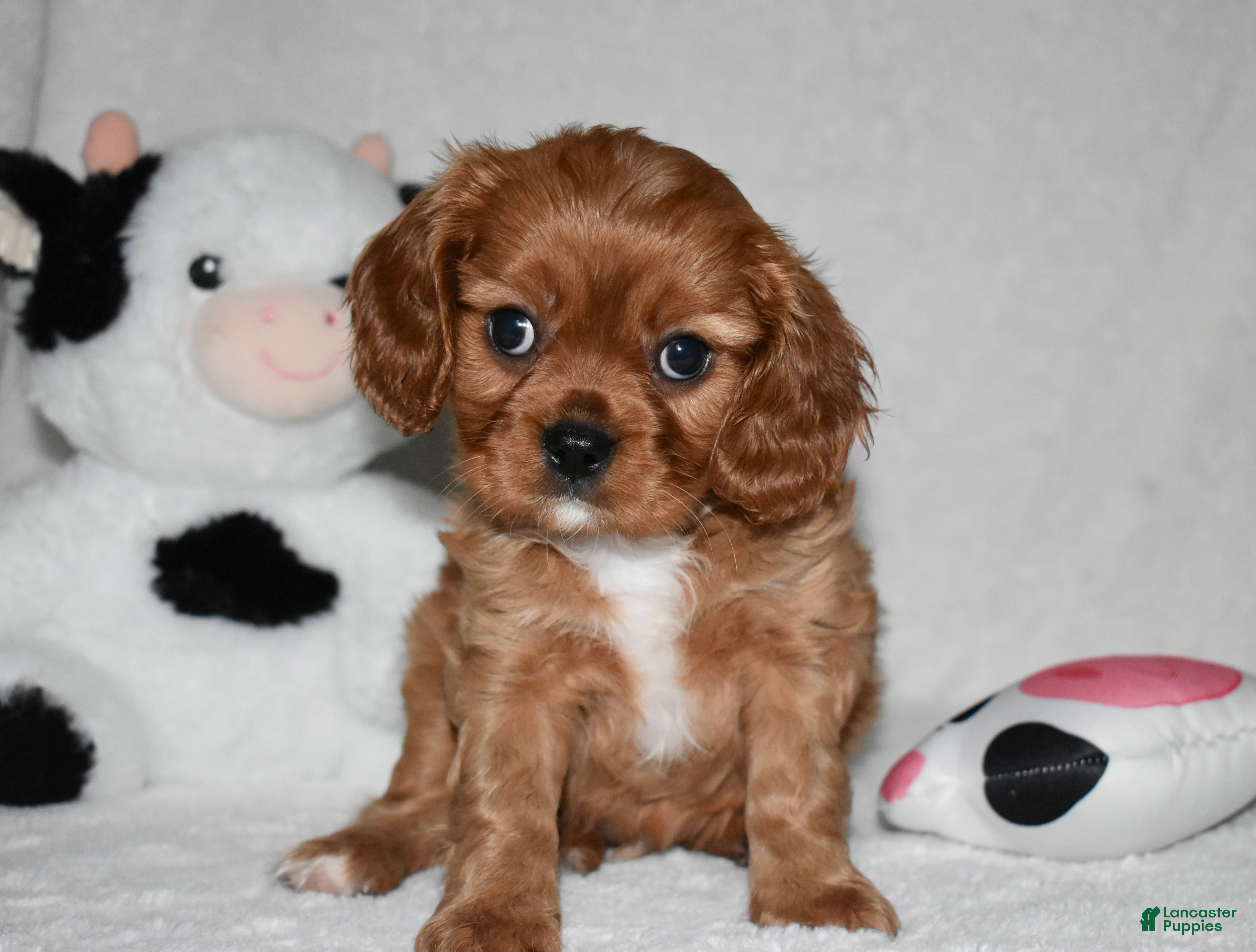 Cavalier King Charles Spaniel dogs Uri  - Ad 21