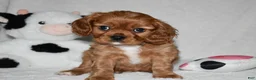 Cavalier King Charles Spaniel dogs for sale: Uri  - Ad 1