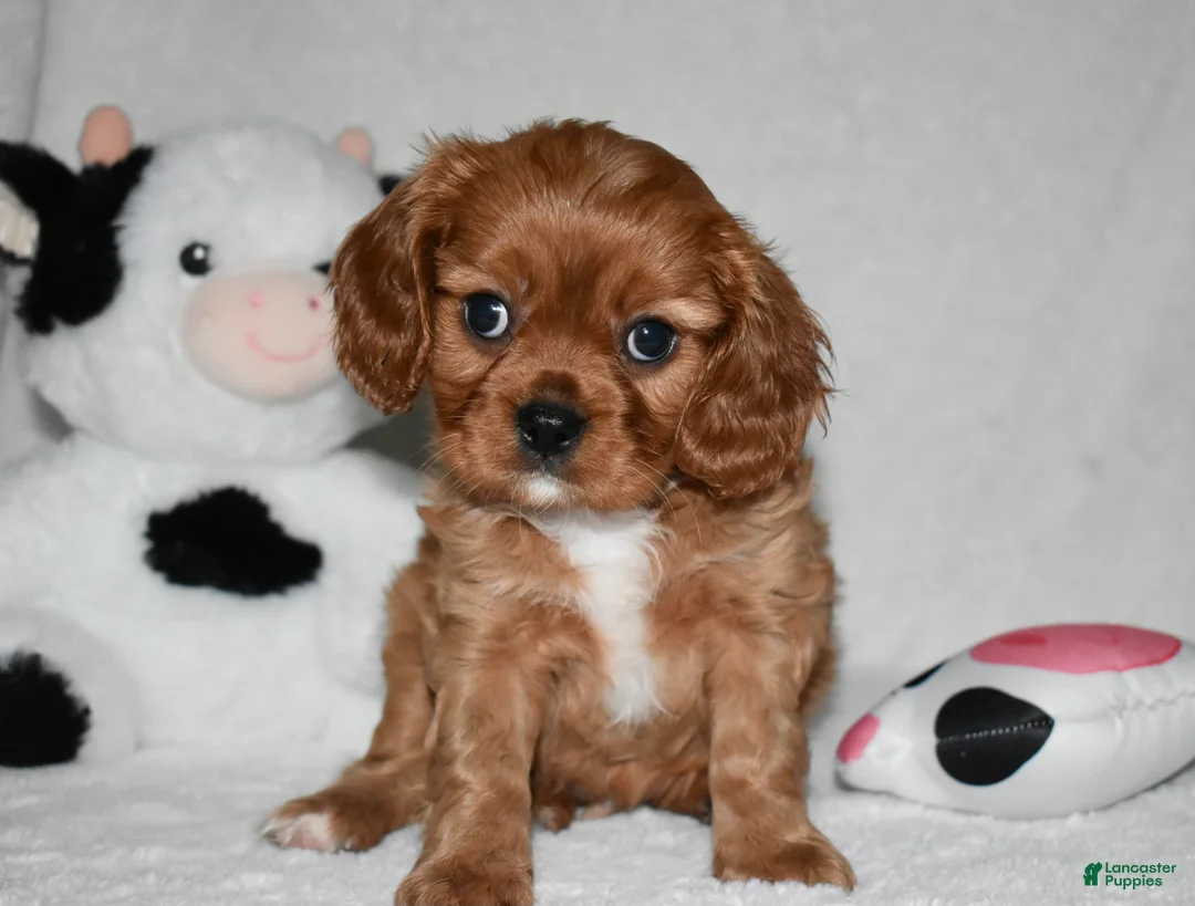 Cavalier King Charles Spaniel dogs for sale: Uri  - Ad 1