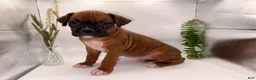 Boxer dogs for sale: Champ  - Ad 39