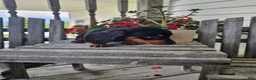 Dachshund dogs for sale: Bud - Ad 9