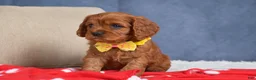 Cavapoo dogs for sale: Fiona - Ad 6