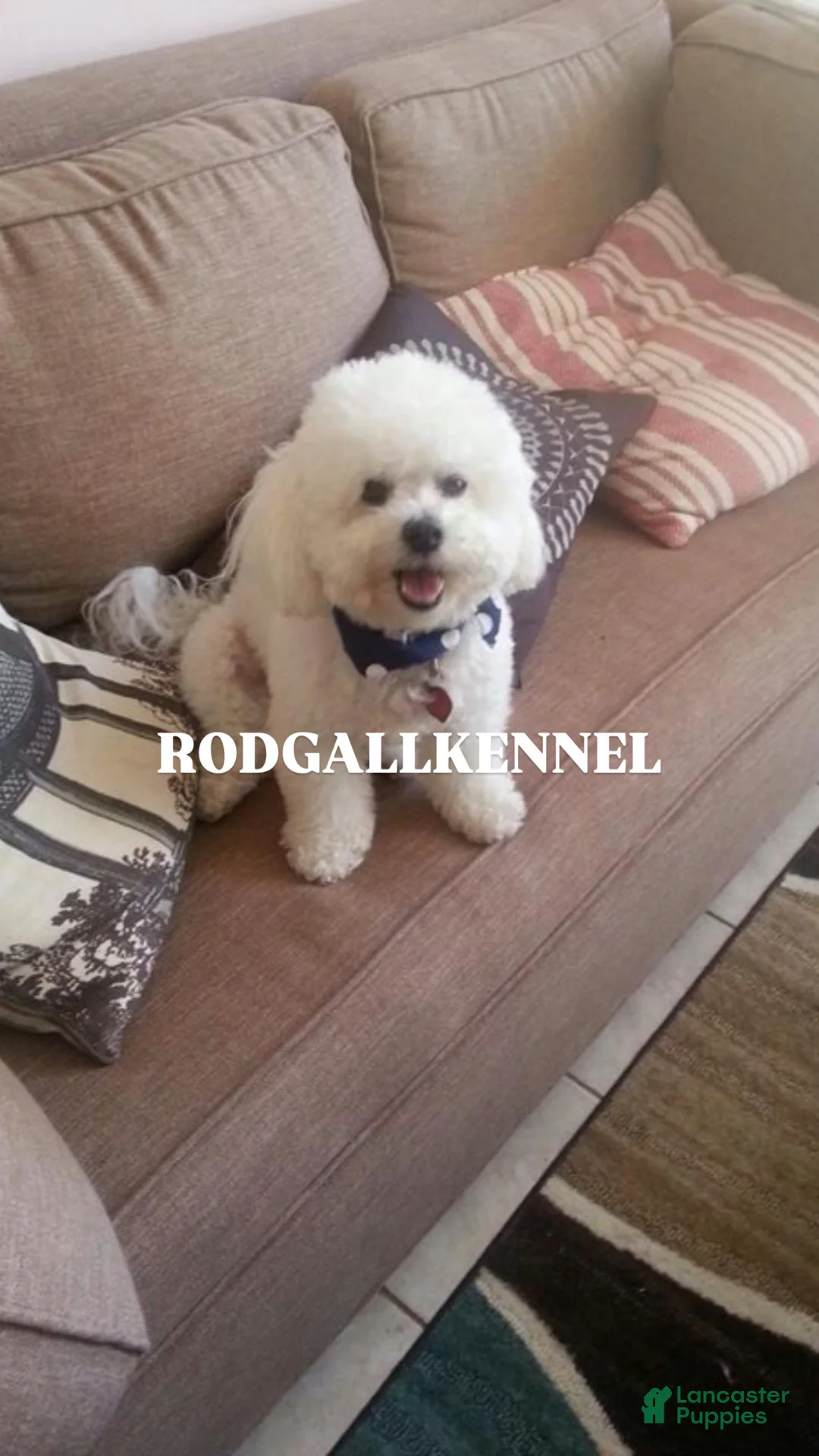 Bichon Frise dogs for sale: Bichon Frise Puppy 1 - Ad 5