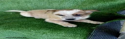 Australian Cattle Dog dogs for sale: Lucky - Ad 2