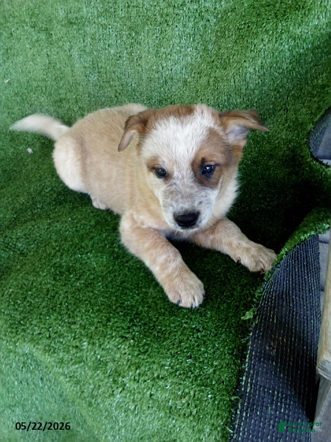 Australian Cattle Dog dogs for sale: Lucky - Ad 2