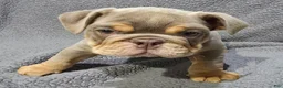 English Bulldog dogs for sale: Dick - Ad 8