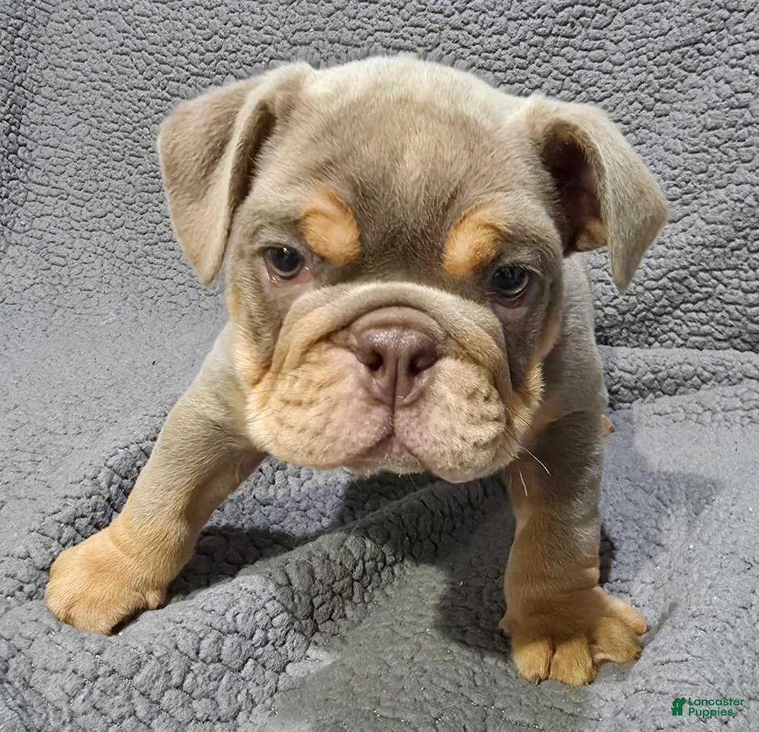 English Bulldog dogs for sale: Dick - Ad 8