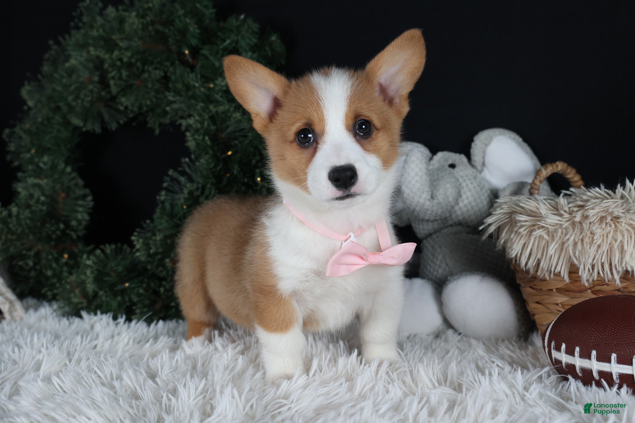 Welsh Corgi Pembroke dogs Honey - Ad 42