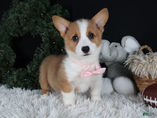 Welsh Corgi Pembroke dogs Honey - Ad 22