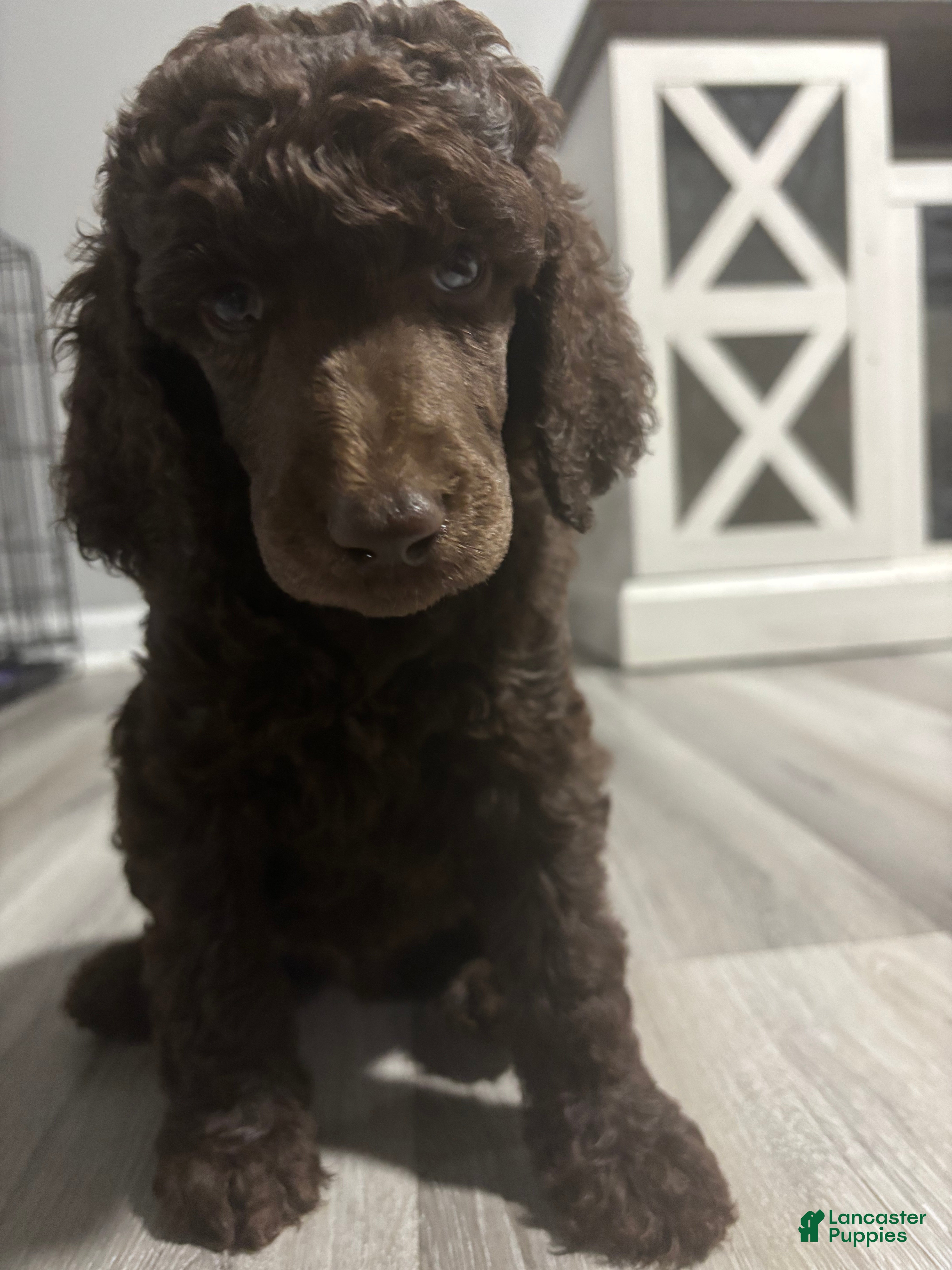 Standard Poodle dogs Standard Poodle Puppy 6 - Ad 7