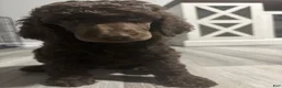 Standard Poodle dogs for sale: Standard Poodle Puppy 6 - Ad 1
