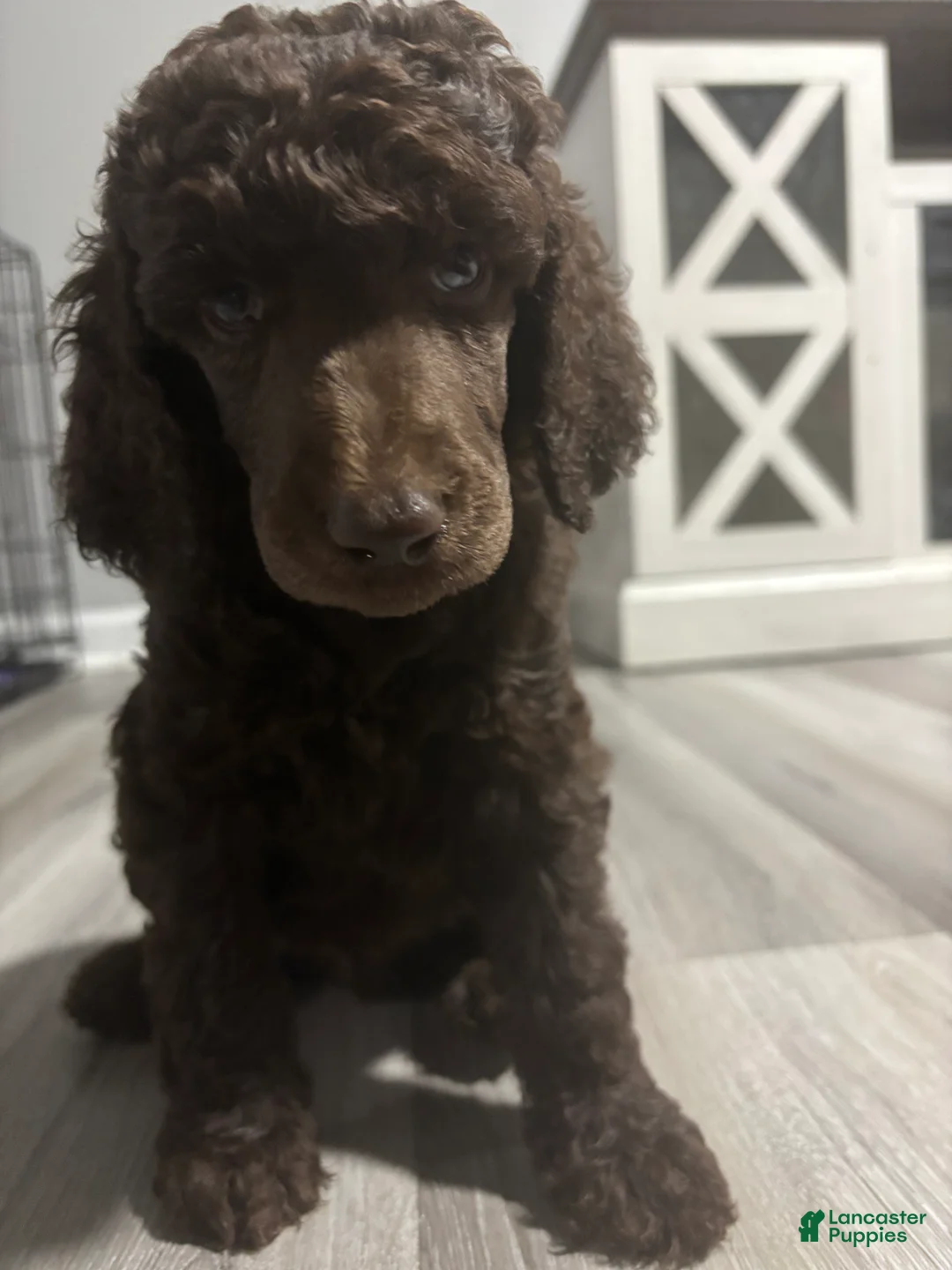 Standard Poodle dogs for sale: Standard Poodle Puppy 6 - Ad 1