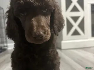 Standard Poodle dogs Standard Poodle Puppy 6 - Ad 7