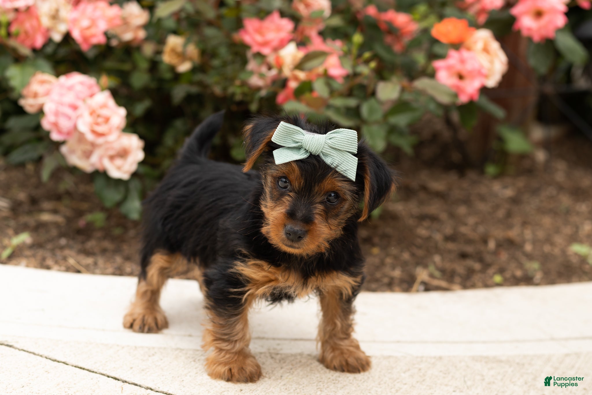 Yorkshire Terrier dogs Leslie  - Ad 3