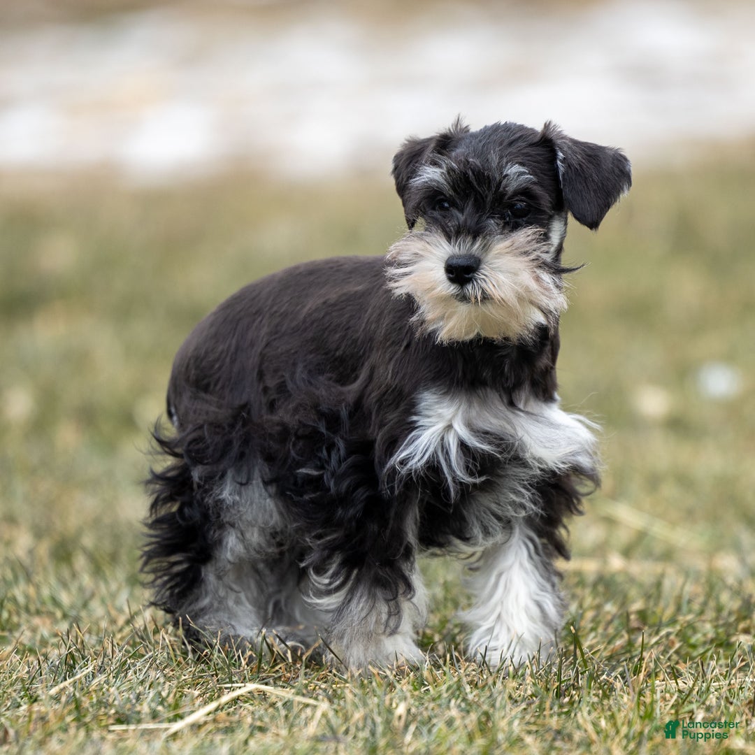 Miniature Schnauzer dogs for sale: Valerie - Ad 4