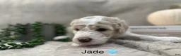 Goldendoodle dogs for sale: Jade 🩵 - Ad 10