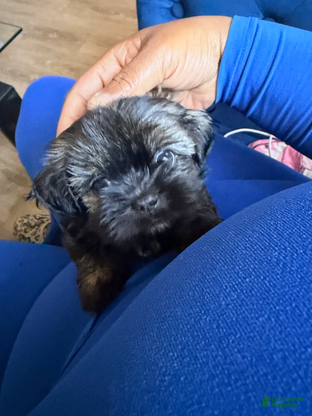 Gallery Image {{count}}